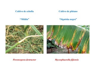 Peronospora destructor Mycosphaerella fijiensis
“Mildiu” “Sigatoka negra”
Cultivo de cebolla Cultivo de plátano
 