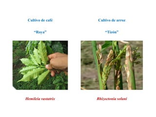 Hemileia vastatrix Rhizoctonia solani
“Roya” “Tizón”
Cultivo de café Cultivo de arroz
 