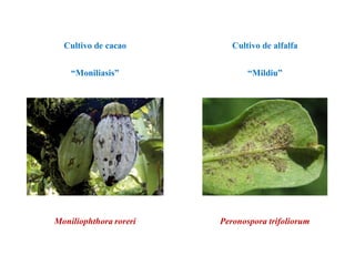 “Moniliasis”
Cultivo de cacao
Moniliophthora roreri
“Mildiu”
Cultivo de alfalfa
Peronospora trifoliorum
 