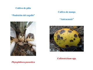 “Pudrición del cogollo”
Cultivo de piña
Phytophthora parasitica
“Antracnosis”
Cultivo de mango
Colletotrichum spp.
 