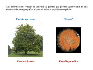 Las enfermedades reducen la variedad de plantas que pueden desarrollarse en una
determinada zona geográfica al destruir a ciertas especies susceptibles.
Endothia parasitica
Castanea dentata
Castaño americano “Cancro”
 