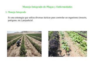 Manejo Integrado de Plagas y Enfermedades
Es una estrategia que utiliza diversas tácticas para controlar un organismo (insecto,
patógeno, etc.) perjudicial.
1. Manejo Integrado
 