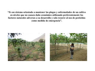 “Es un sistema orientado a mantener las plagas y enfermedades de un cultivo
en niveles que no causen daño económico utilizando preferentemente los
factores naturales adversos a su desarrollo y solo recurre al uso de pesticidas
como medida de emergencia”.
 