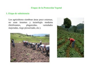 Etapas de la Protección Vegetal
1. Etapa de subsistencia
Los agricultores siembran áreas poco extensas,
no usan insumos y tecnología moderna
(fertilizantes, plaguicidas, variedades
mejoradas, riego presurizado, etc.).
 