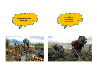 Los rendimientos
son bajos
y el producto es
consumido
localmente.
 