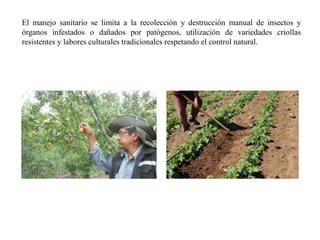 El manejo sanitario se limita a la recolección y destrucción manual de insectos y
órganos infestados o dañados por patógenos, utilización de variedades criollas
resistentes y labores culturales tradicionales respetando el control natural.
 