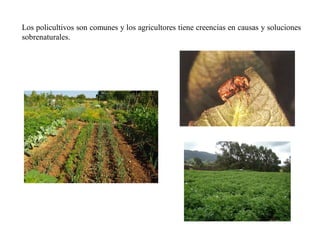Los policultivos son comunes y los agricultores tiene creencias en causas y soluciones
sobrenaturales.
 