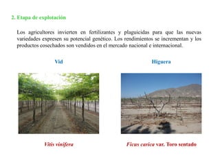 2. Etapa de explotación
Los agricultores invierten en fertilizantes y plaguicidas para que las nuevas
variedades expresen su potencial genético. Los rendimientos se incrementan y los
productos cosechados son vendidos en el mercado nacional e internacional.
Vitis vinifera Ficus carica var. Toro sentado
Higuera
Vid
 