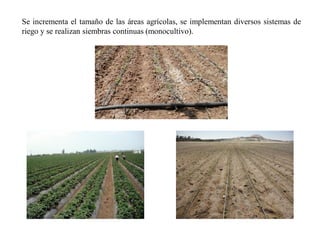 Se incrementa el tamaño de las áreas agrícolas, se implementan diversos sistemas de
riego y se realizan siembras continuas (monocultivo).
 