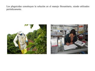 Los plaguicidas constituyen la solución en el manejo fitosanitario, siendo utilizados
periódicamente.
 