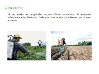 3. Etapa de crisis
El uso masivo de plaguicidas produce efectos secundarios. Se requieren
aplicaciones más frecuentes, dosis más altas o son reemplazados por nuevos
productos.
 
