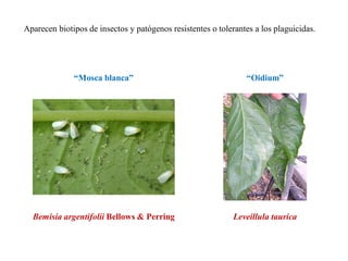 Aparecen biotipos de insectos y patógenos resistentes o tolerantes a los plaguicidas.
Bemisia argentifolii Bellows & Perring Leveillula taurica
“Mosca blanca” “Oidium”
 