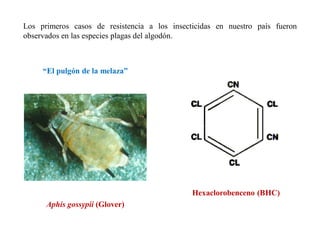 Los primeros casos de resistencia a los insecticidas en nuestro país fueron
observados en las especies plagas del algodón.
Aphis gossypii (Glover)
Hexaclorobenceno (BHC)
“El pulgón de la melaza”
 