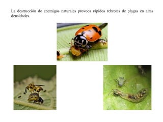 La destrucción de enemigos naturales provoca rápidos rebrotes de plagas en altas
densidades.
 