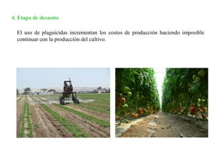 4. Etapa de desastre
El uso de plaguicidas incrementan los costos de producción haciendo imposible
continuar con la producción del cultivo.
 
