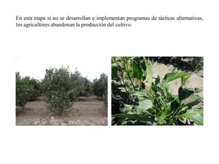 En esta etapa si no se desarrollan e implementan programas de tácticas alternativas,
los agricultores abandonan la producción del cultivo.
 