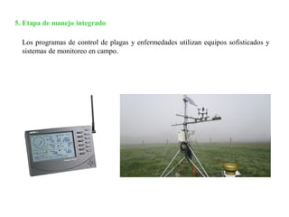 5. Etapa de manejo integrado
Los programas de control de plagas y enfermedades utilizan equipos sofisticados y
sistemas de monitoreo en campo.
 