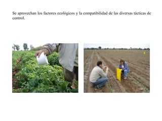 Se aprovechan los factores ecológicos y la compatibilidad de las diversas tácticas de
control.
 