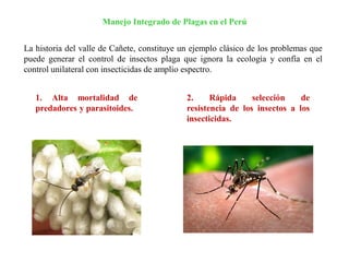 Manejo Integrado de Plagas en el Perú
La historia del valle de Cañete, constituye un ejemplo clásico de los problemas que
puede generar el control de insectos plaga que ignora la ecología y confía en el
control unilateral con insecticidas de amplio espectro.
1. Alta mortalidad de
predadores y parasitoides.
2. Rápida selección de
resistencia de los insectos a los
insecticidas.
 