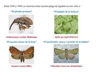 Entre 1943 y 1949, se conocían como insectos plaga de algodón en este valle a:
Anomis texana Riley
Anthonomus vestitus Boheman Aphis gossypii (Glover)
Chloridea virescens (Fabricius)
“El picudo peruano” “El pulgón de la melaza”
“El gusano menor de la hoja” “El perforador mayor o grande de la bellota”
 