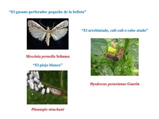 Mescinia peruella Schauss
Pinnaspis strachani
Dysdercus peruvianus Guerin
“El gusano perforador pequeño de la bellota”
“El arrebiatado, culi culi o rabo atado”
“El piojo blanco”
 