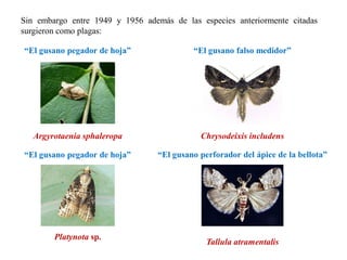 Sin embargo entre 1949 y 1956 además de las especies anteriormente citadas
surgieron como plagas:
Argyrotaenia sphaleropa
Platynota sp.
Chrysodeixis includens
Tallula atramentalis
“El gusano pegador de hoja”
“El gusano pegador de hoja”
“El gusano falso medidor”
“El gusano perforador del ápice de la bellota”
 