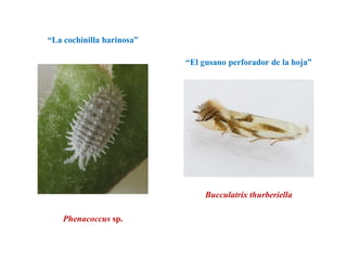 Phenacoccus sp.
Bucculatrix thurberiella
“La cochinilla harinosa”
“El gusano perforador de la hoja”
 