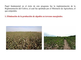 Papel fundamental en el éxito de este programa fue la implementación de la
Reglamentación del Cultivo, el cual fue aprobado por el Ministerio de Agricultura, el
que estipulaba:
1. Eliminación de la producción de algodón en terrenos marginales.
 