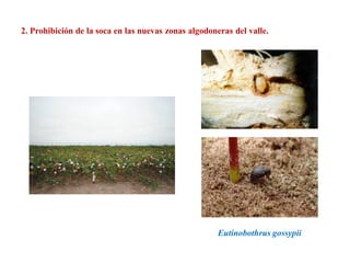 2. Prohibición de la soca en las nuevas zonas algodoneras del valle.
Eutinobothrus gossypii
 