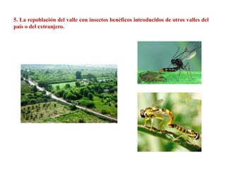 5. La repoblación del valle con insectos benéficos introducidos de otros valles del
país o del extranjero.
 