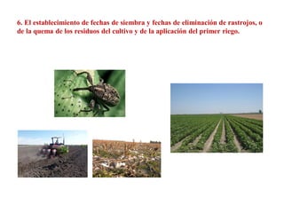 6. El establecimiento de fechas de siembra y fechas de eliminación de rastrojos, o
de la quema de los residuos del cultivo y de la aplicación del primer riego.
 