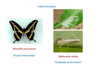 Heraclides paeon paeon
“El perro del naranjo”
Cultivo de cítricos
Phyllocnistis citrella
“El minador de los cítricos”
 