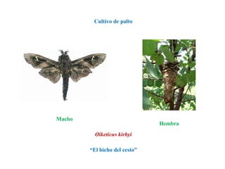 Oiketicus kirbyi
“El bicho del cesto”
Cultivo de palto
Macho
Hembra
 