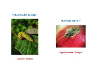 Urbanus proteus
Hypothenemus hampei
“La broca del café”
“El enrollador de hojas”
 