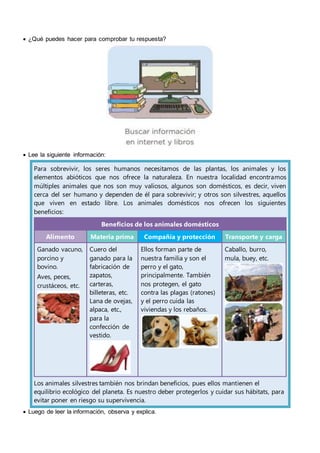  ¿Qué puedes hacer para comprobar tu respuesta?
 Lee la siguiente información:
Para sobrevivir, los seres humanos necesitamos de las plantas, los animales y los
elementos abióticos que nos ofrece la naturaleza. En nuestra localidad encontramos
múltiples animales que nos son muy valiosos, algunos son domésticos, es decir, viven
cerca del ser humano y dependen de él para sobrevivir; y otros son silvestres, aquellos
que viven en estado libre. Los animales domésticos nos ofrecen los siguientes
beneficios:
Beneficios de los animales domésticos
Alimento Materia prima Compañía y protección Transporte y carga
Ganado vacuno,
porcino y
bovino.
Aves, peces,
crustáceos, etc.
Cuero del
ganado para la
fabricación de
zapatos,
carteras,
billeteras, etc.
Lana de ovejas,
alpaca, etc.,
para la
confección de
vestido.
Ellos forman parte de
nuestra familia y son el
perro y el gato,
principalmente. También
nos protegen, el gato
contra las plagas (ratones)
y el perro cuida las
viviendas y los rebaños.
Caballo, burro,
mula, buey, etc.
Los animales silvestres también nos brindan beneficios, pues ellos mantienen el
equilibrio ecológico del planeta. Es nuestro deber protegerlos y cuidar sus hábitats, para
evitar poner en riesgo su supervivencia.
 Luego de leer la información, observa y explica.
 