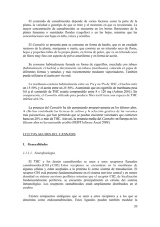 El contenido de cannabinoides depende de varios factores como la parte de la
planta, la variedad o genotipo de que se trate y el momento en que es recolectada. La
mayor concentración de cannabinoides se encuentra en los brotes florecientes de la
planta femenina o sumidades florales (cogollos) y en las hojas, mientras que las
concentraciones son bajas en tallo, raíces y semillas.

     El Cannabis se presenta para su consumo en forma de hachís, que es un exudado
resinoso de la planta, mariguana o maría, que consiste en un triturado seco de flores,
hojas y pequeños tallos de la propia planta, en forma de polen, que es un triturado seco
de flores muy fino con aspecto de polvo amarillento y en forma de aceite.

     Se consume habitualmente fumada en forma de cigarrillos, mezclada con tabaco
(habitualmente el hachís) o directamente sin tabaco (marihuana), colocada en pipas de
diferentes formas y tamaños y más recientemente mediante vaporizadores. También
puede utilizarse el aceite por vía oral.

     La marihuana contiene habitualmente entre un 1% y un 5% de THC, el hachís entre
un 15-50% y el aceite entre un 25-50%. Asumiendo que un cigarrillo de marihuana pesa
0,8 g el contenido de THC estaría comprendido entre 8 y 120 mg (Ashton 2001). En
comparación, el Cannabis utilizado para producir fibra textil tiene una riqueza de THC
inferior al 0,3%.

     La potencia del Cannabis ha ido aumentando progresivamente en los últimos años.
A ello han contribuido las técnicas de cultivo y la selección genética de las variantes
más psicoactivas, que han permitido que se puedan encontrar variedades que contienen
hasta un 20% o más de THC. Aún así, la potencia media del Cannabis en Europa en los
últimos años se ha mantenido estable (OEDT Informe Anual 2008).


EFECTOS AGUDOS DEL CANNABIS


1. Generalidades

1.1.1.1. Neurofisiologia.

    El THC y los demás cannabinoides se unen a unos receptores llamados
cannabinoides (CB1 y CB2). Estos receptores se encuentran en la membrana de
algunas células y están acoplados a la proteína G como sistema de transducción. El
receptor CB1 está presente fundamentalmente en el sistema nervioso central y en menor
densidad en sistema nervioso periférico mientras que el receptor CB2, de localización
fundamentalmente periférica, se encuentra principalmente en células del sistema
inmunológico. Los receptores cannabinoides están ampliamente distribuidos en el
cerebro.

    Existen compuestos endógenos que se unen a estos receptores y a los que se
denomina como endocannabinoides. Estos ligandos pueden también modular la

                                                                                     20
 