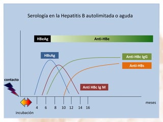 Serología en la Hepatitis B autolimitada o aguda

HBeAg

Anti-HBe

HBsAg

Anti-HBc IgG
Anti-HBs

contacto
Anti HBc Ig M

meses

4
incubación

6

8

10 12

14 16

 