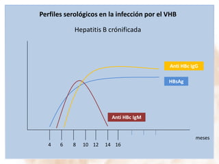 Perfiles serológicos en la infección por el VHB
Hepatitis B crónificada

Anti HBc IgG
HBsAg

Anti HBc IgM

meses

4

6

8

10 12

14 16

 