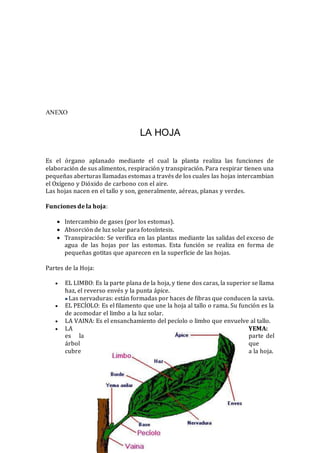 ANEXO
LA HOJA
Es el órgano aplanado mediante el cual la planta realiza las funciones de
elaboración de sus alimentos, respiración y transpiración. Para respirar tienen una
pequeñas aberturas llamadas estomas a través de los cuales las hojas intercambian
el Oxígeno y Dióxido de carbono con el aire.
Las hojas nacen en el tallo y son, generalmente, aéreas, planas y verdes.
Funciones de la hoja:
 Intercambio de gases (por los estomas).
 Absorción de luz solar para fotosíntesis.
 Transpiración: Se verifica en las plantas mediante las salidas del exceso de
agua de las hojas por las estomas. Esta función se realiza en forma de
pequeñas gotitas que aparecen en la superficie de las hojas.
Partes de la Hoja:
 EL LIMBO: Es la parte plana de la hoja, y tiene dos caras, la superior se llama
haz, el reverso envés y la punta ápice.
Las nervaduras: están formadas por haces de fibras que conducen la savia.
 EL PECÍOLO: Es el filamento que une la hoja al tallo o rama. Su función es la
de acomodar el limbo a la luz solar.
 LA VAINA: Es el ensanchamiento del pecíolo o limbo que envuelve al tallo.
 LA YEMA:
es la parte del
árbol que
cubre a la hoja.
 