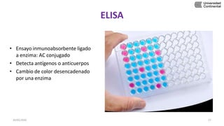 ELISA
• Ensayo inmunoabsorbente ligado
a enzima: AC conjugado
• Detecta antígenos o anticuerpos
• Cambio de color desencadenado
por una enzima
30/05/2020 57
 