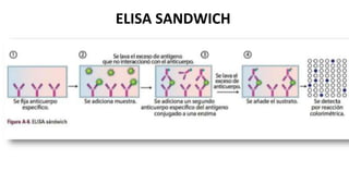 ELISA SANDWICH
 