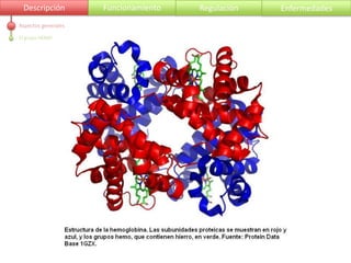Descripción         Funcionamiento   Regulación   Enfermedades
Aspectos generales

El grupo HEMO
 