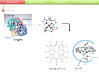 Descripción         Funcionamiento         Regulación      Enfermedades
Aspectos generales

Grupo HEMO




               ...