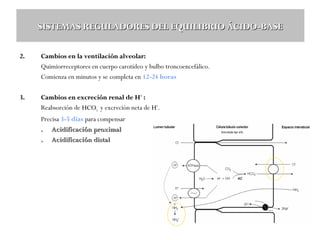 SISTEMAS REGULADORES DEL EQUILIBRIO ÁCIDO-BASE
2.

Cambios en la ventilación alveolar:
Quimiorreceptores en cuerpo carotídeo y bulbo troncoencefálico.
Comienza en minutos y se completa en 12-24 horas

3.

Cambios en excreción renal de H+ :
Reabsorción de HCO3- y excreción neta de H+.
Precisa 3-5 días para compensar
. Acidificación proximal
. Acidificación distal

 