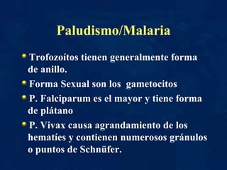 Paludismo/Malaria Trofozoítos tienen generalmente forma de anillo. Forma Sexual son los  gametocitos P. Falciparum es el mayor y tiene forma de plátano P. Vivax causa agrandamiento de los hematíes y contienen numerosos gránulos o puntos de Schnüfer. 