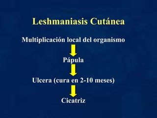 Leshmaniasis Cutánea Multiplicación local del organismo Pápula Ulcera (cura en 2-10 meses) Cicatriz 