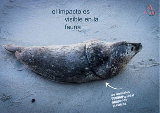 Cuenta la Cienci .
Financia: Colabora:
a ¡Alerta
Plástico!
el impacto es
visible en la
fauna
 