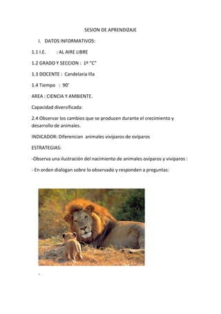 SESION DE APRENDIZAJE

   I. DATOS INFORMATIVOS:

1.1 I.E.   : AL AIRE LIBRE

1.2 GRADO Y SECCION : 1º “C”

1.3 DOCENTE : Candelaria Illa

1.4 Tiempo : 90’

AREA : CIENCIA Y AMBIENTE.

Capacidad diversificada:

2.4 Observar los cambios que se producen durante el crecimiento y
desarrollo de animales.

INDICADOR: Diferencian animales vivíparos de ovíparos

ESTRATEGIAS:

-Observa una ilustración del nacimiento de animales ovíparos y vivíparos :

- En orden dialogan sobre lo observado y responden a preguntas:




   -
 