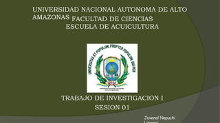 UNIVERSIDAD NACIONAL AUTONOMA DE ALTO
AMAZONAS FACULTAD DE CIENCIAS
ESCUELA DE ACUICULTURA
TRABAJO DE INVESTIGACION I
SESION 01
Juvenal Napuchi
 