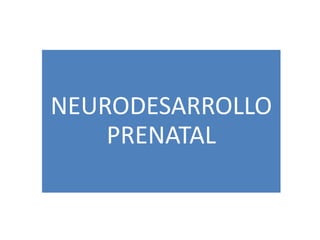 NEURODESARROLLO
PRENATAL
 